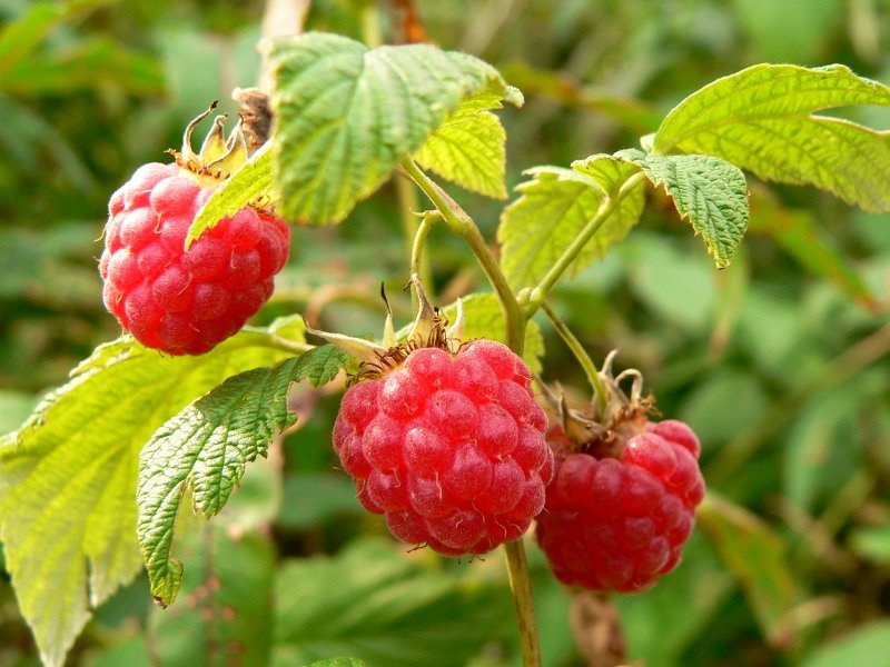 Rubus-idaeus