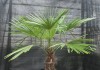 Трахикарпус Форчуна (Trachycarpus fortunei)