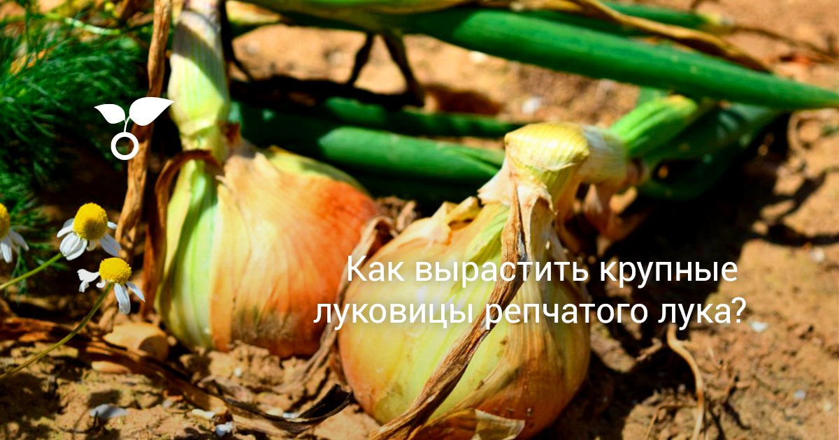 Как вырастить крупные луковицы репчатого лука? Секреты и советы. Фото —Ботаничка