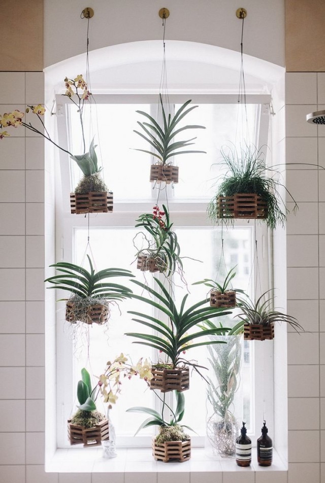 Комнатные растения в подвесных корзинках у окна