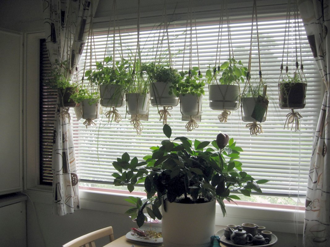 способы размещения комнатных растений в интерьере