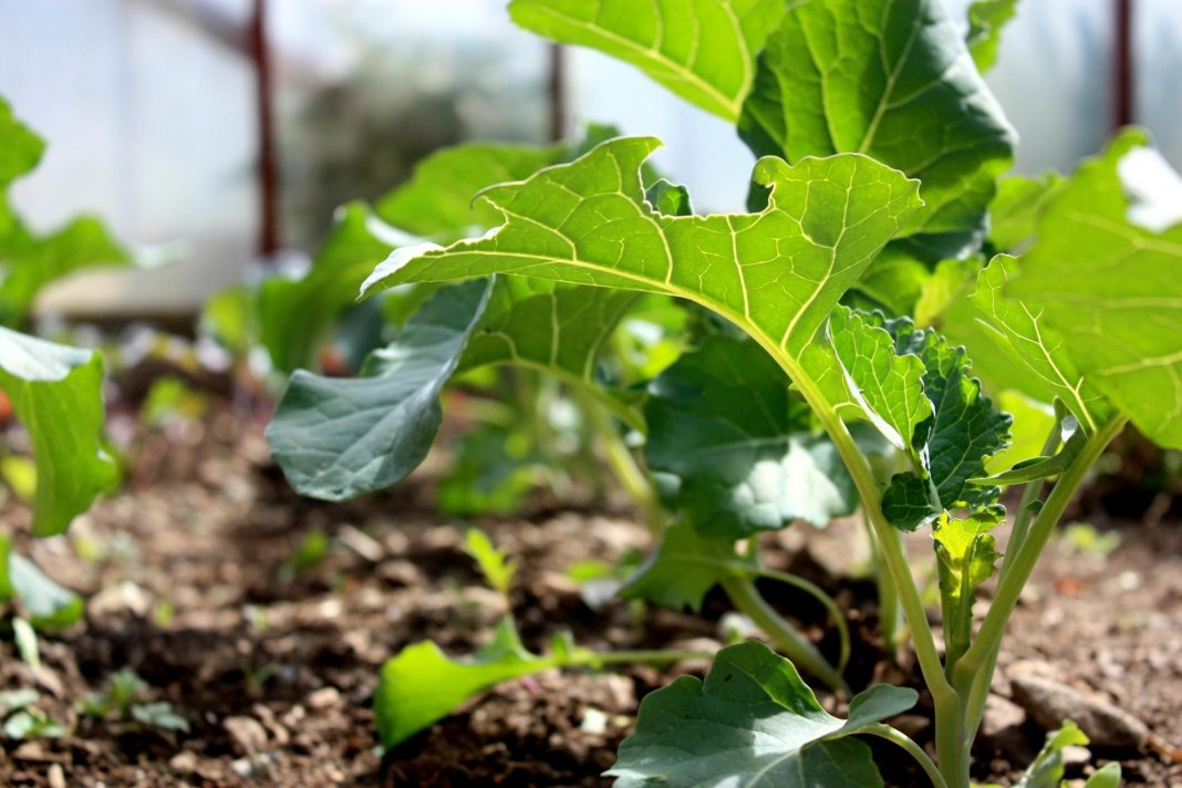Выращивание капусты брокколи в открытом грунте (21 фото): посадка на огороде, уход и подкормка. Как правильно вырастить на даче из семян?