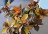 Кодиеум пёстрый (Codiaeum variegatum)