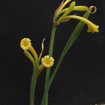Циртантус желто-белый (Cyrtanthus ochroleucus)