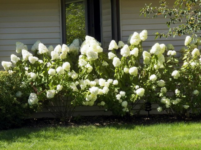 Гортензии метельчатые (Hydrangea paniculata)