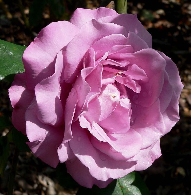 Rosa-Royal-Amethyst-1