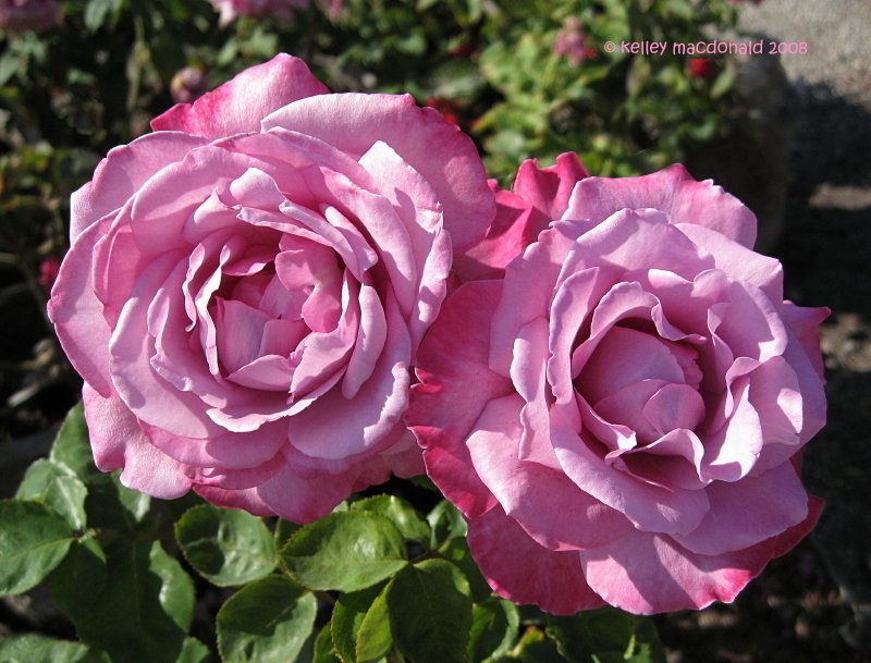 Rosa-Royal-Amethyst-2