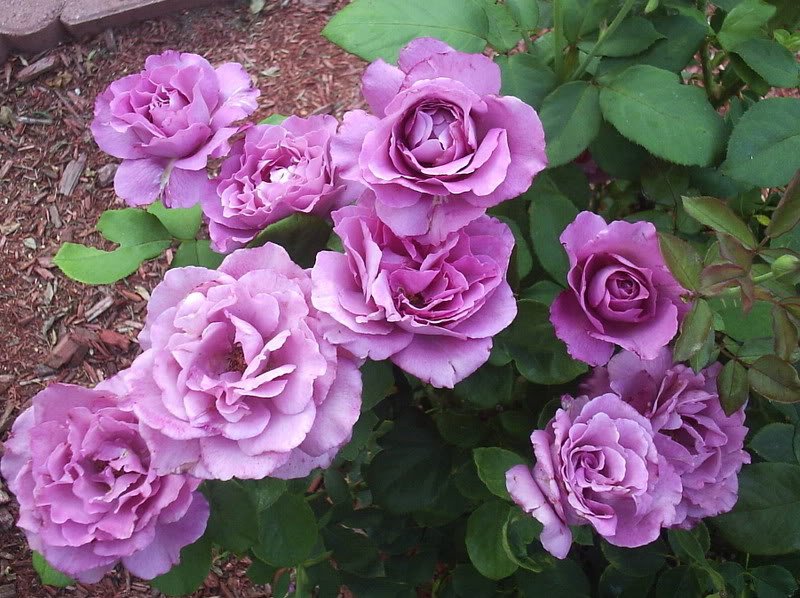 Rosa-Royal-Amethyst-3