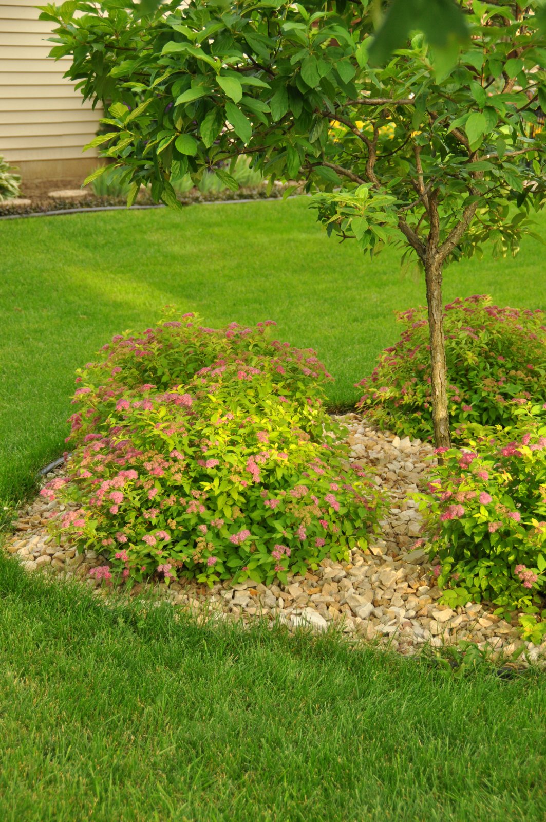 5 модных способов использования спиреи в оформлении сада. Фото — Ботаничка