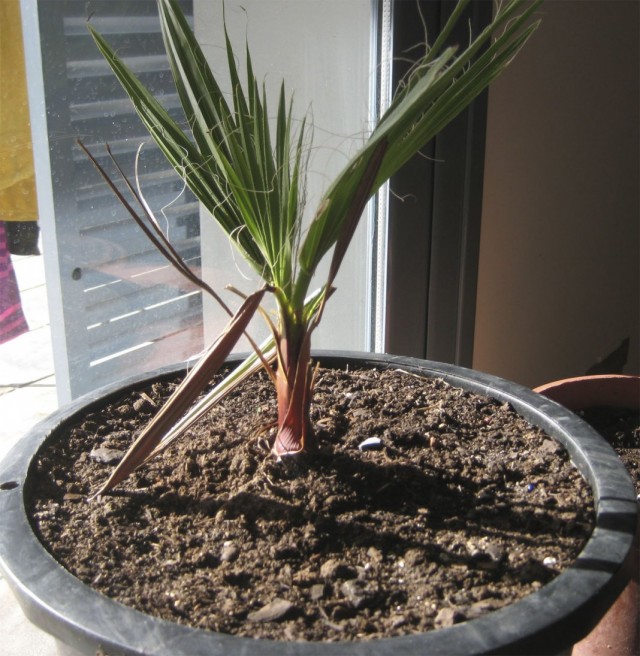 Молодой росток пальмы Вашингтония нитеносная (Washingtonia filifera).