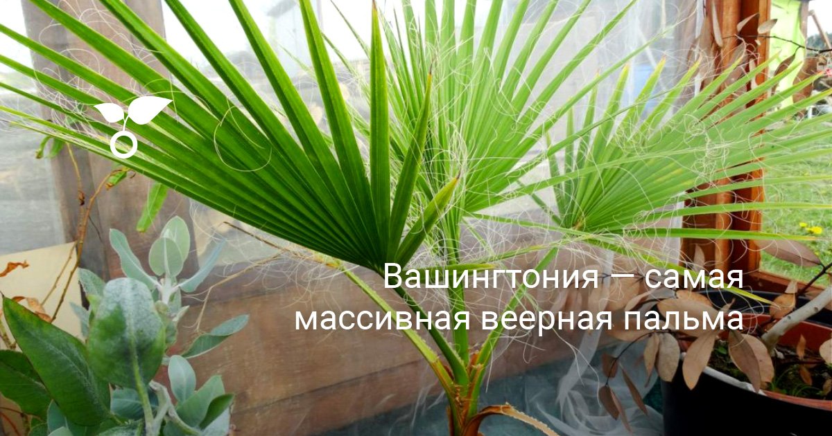 Вашингтония — самая массивная веерная пальма