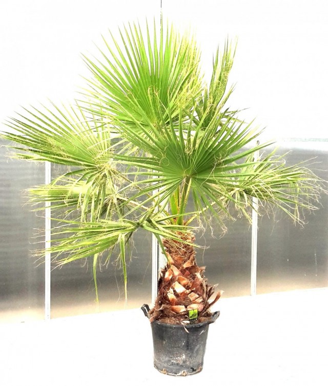 Пальма Вашингтония мощная (Washingtonia robusta)