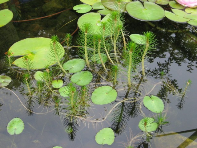 Водные растения в декоративном пруду