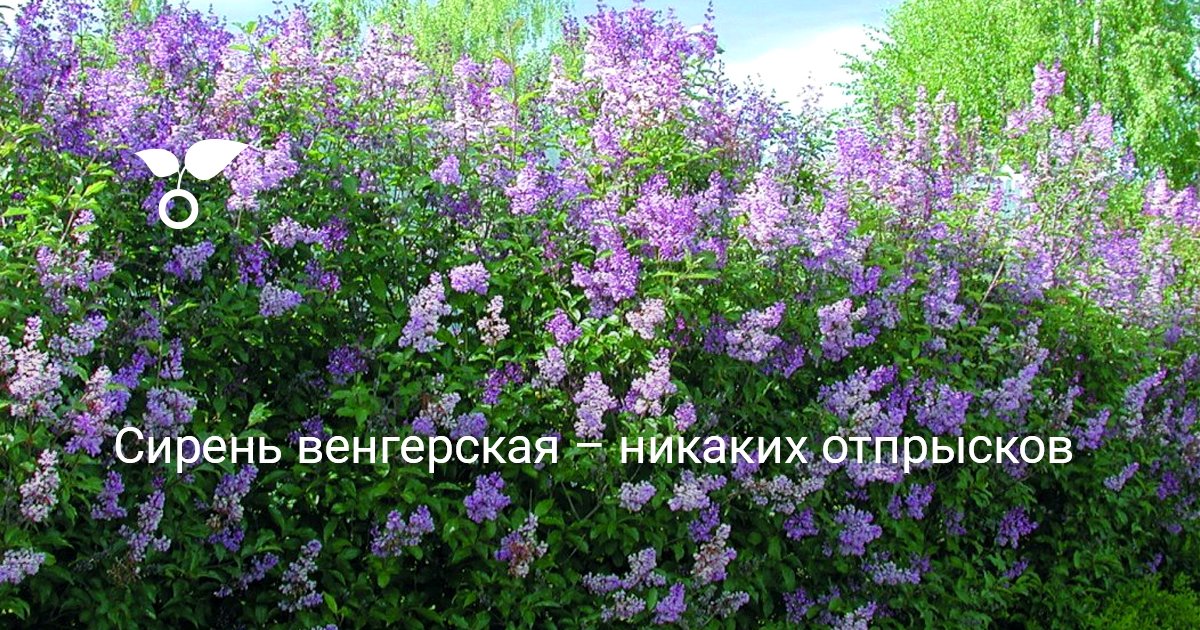 Сирень венгерская описание фото зона морозоустойчивости