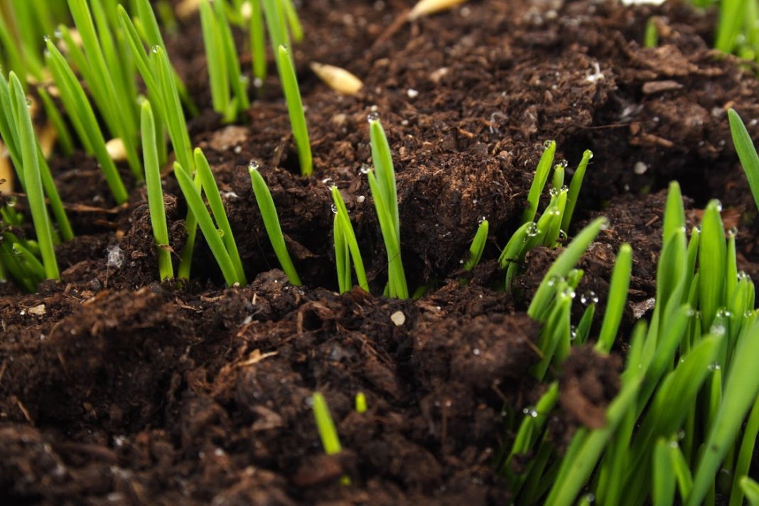 Кислая почва - Как снизить кислотность почвы?