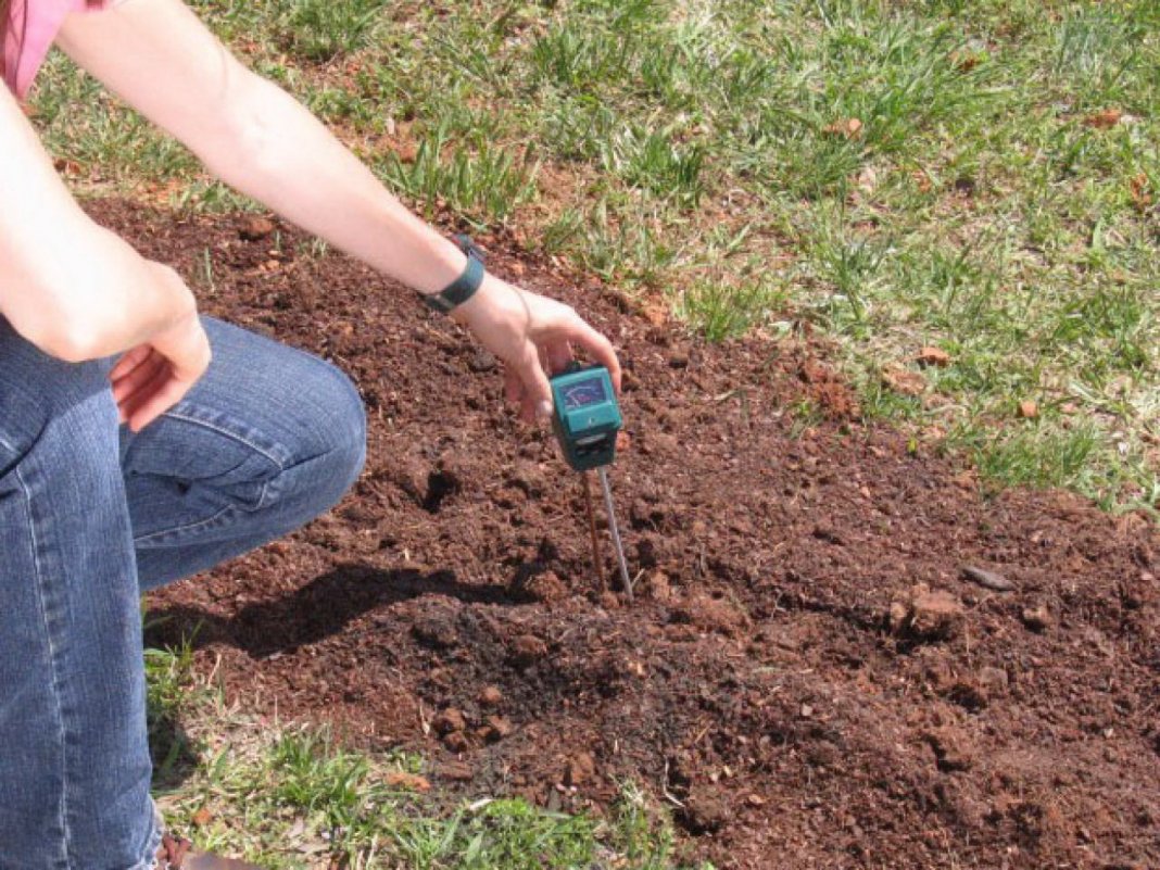 Как определить и раскислить кислотность почвы