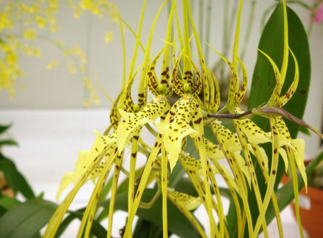 Орхидея Брассия (Brassia)