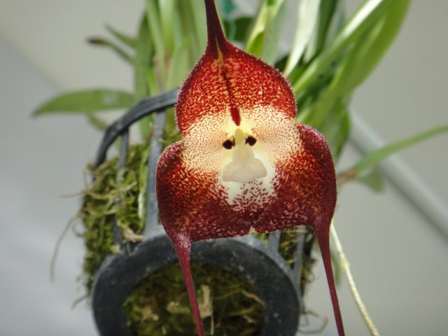 Орхидея Дракула симиа (Dracula simia)