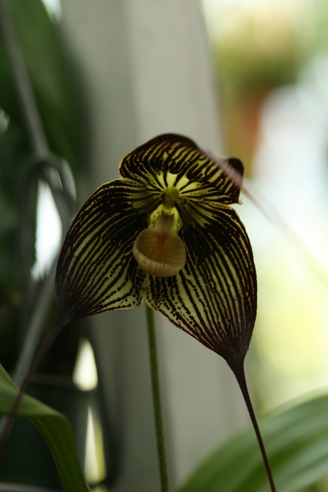 Орхидея Дракула вампира (Dracula vampira)