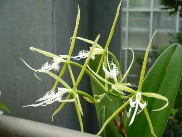 Орхидея Эпидендрум реснитчатый (Epidendrum ciliare)