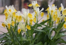 Ирис бухарский (Iris bucharica) или Юнона бухарская (Juno bucharica)