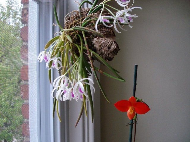 Орхидея Лептотес двуцветный (Leptotes bicolor)