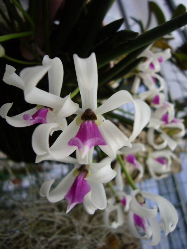Орхидея Лептотес двуцветный (Leptotes bicolor)