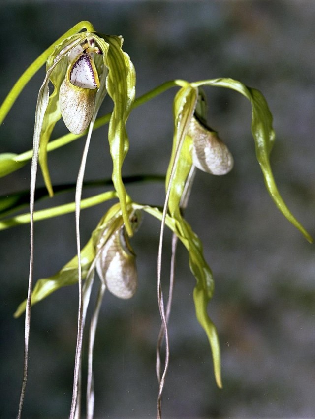 Орхидея Фрагмипедиум хвостатый (Phragmipedium caudatum)