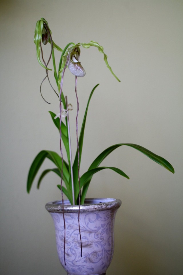 Орхидея Фрагмипедиум хвостатый (Phragmipedium caudatum)