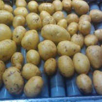Сорт картофеля для Северо-Западного региона - Аксения