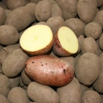 Сорт картофеля для Центрального региона - Аксона