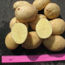 Сорт картофеля для Центрального региона - Альбатрос