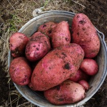 Сорт картофеля для Волго-Вятского региона - Алёна