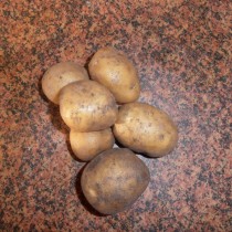 Сорт картофеля для Северо-Западного региона - Алова