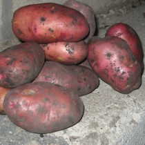 Сорт картофеля для Волго-Вятского региона - Амур