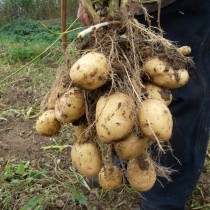 Сорт картофеля для Северного региона - Антонина
