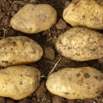 Сорт картофеля для Центрально-Черноземного региона - Аризона