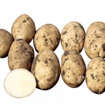 Сорт картофеля для Центрально-Черноземного региона - Арроу