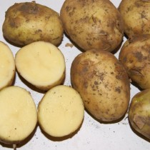 Сорт картофеля для Волго-Вятского региона - Артемис