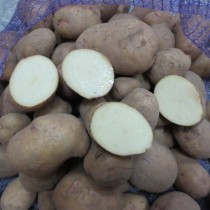 Сорт картофеля для Северного региона - Аврора