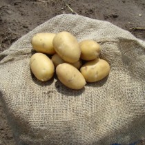 Сорт картофеля для Северо-Западного региона - Айвори рассет