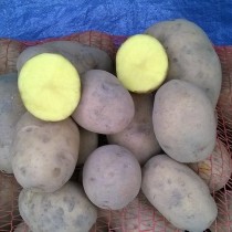 Сорт картофеля для Северо-Западного региона - Беллароза