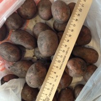 Сорт картофеля для Средневолжского региона - Безенчукский