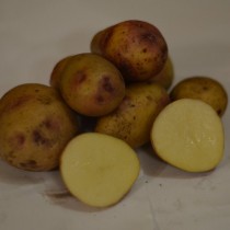 Сорт картофеля для Центрального региона - Биоголд