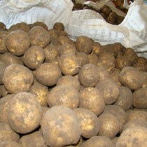 Сорт картофеля для Северо-Кавказского региона - Гермес