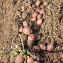 Сорт картофеля для Северного региона - Глория
