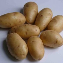 Сорт картофеля для Нижневолжского региона - Импала