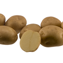 Сорт картофеля для Нижневолжского региона - Марфона