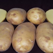 Сорт картофеля для Центрально-Черноземного региона - Великан