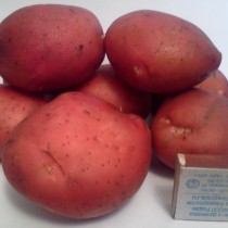 Сорт картофеля для Северного региона - Виза
